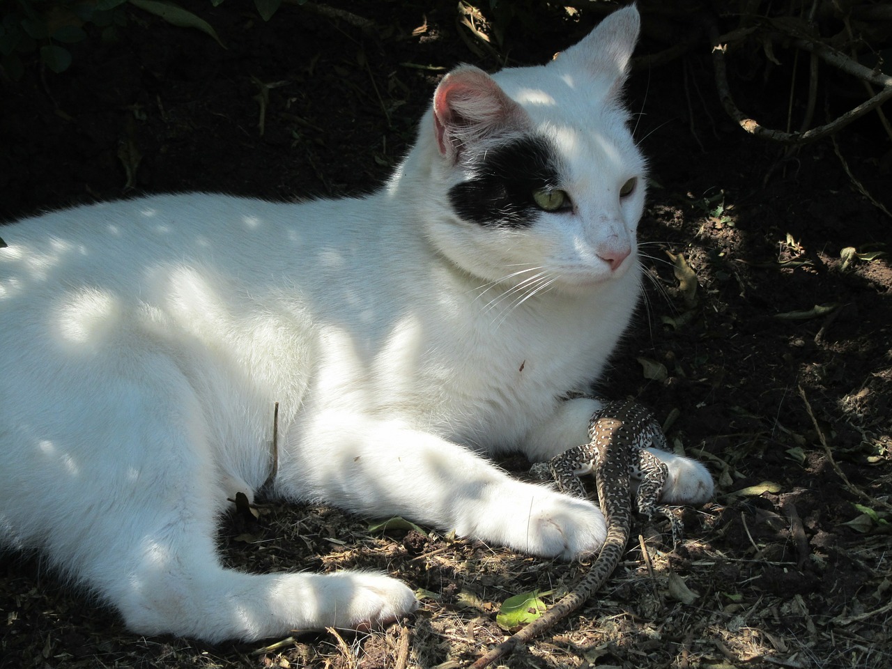 cat lizard white free photo