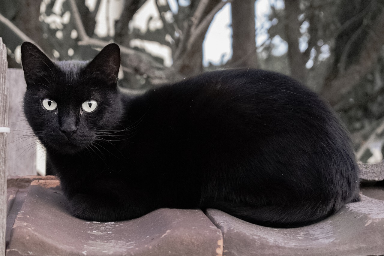 Черные кошка 13