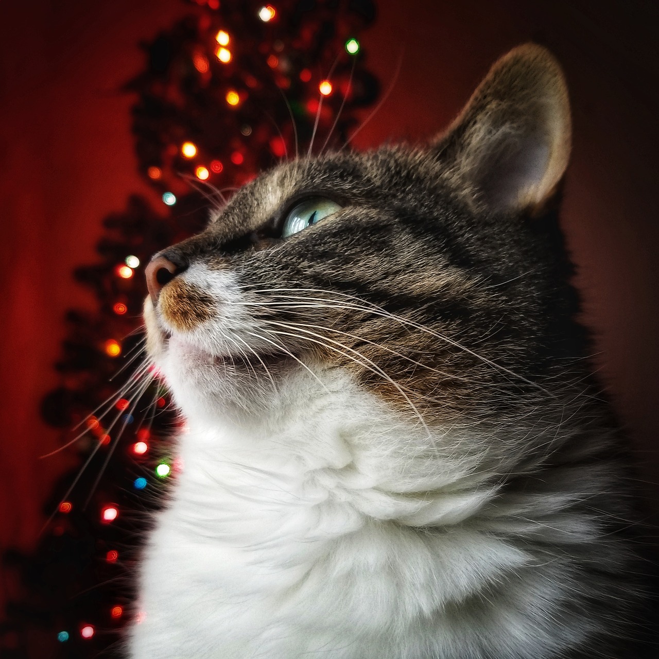 cat  feline  christmas free photo