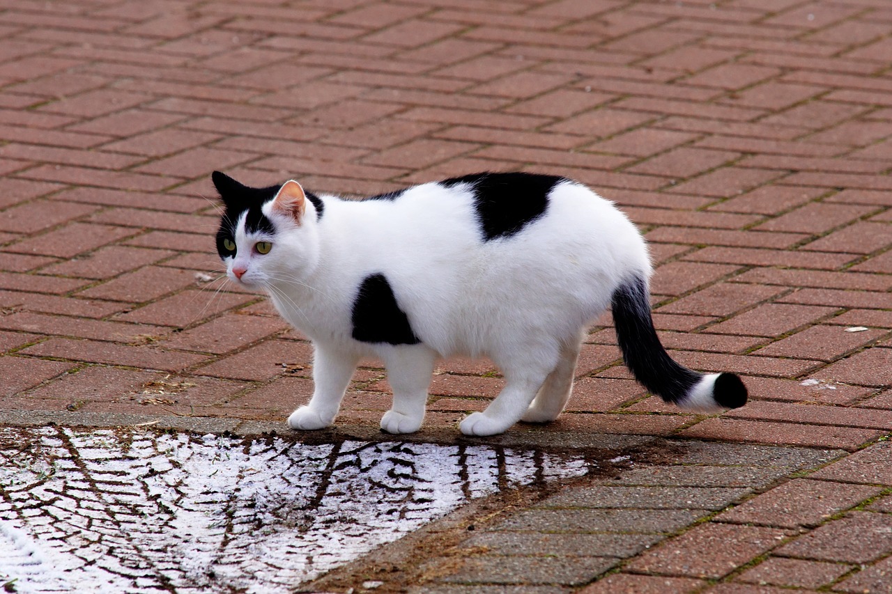 cat  female  domestic cat free photo