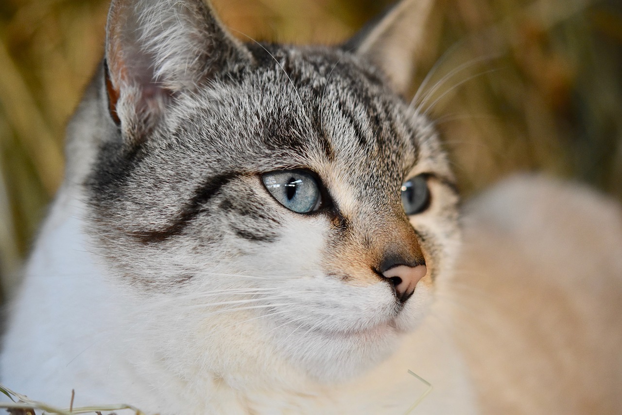 cat  pussy  portrait cat free photo