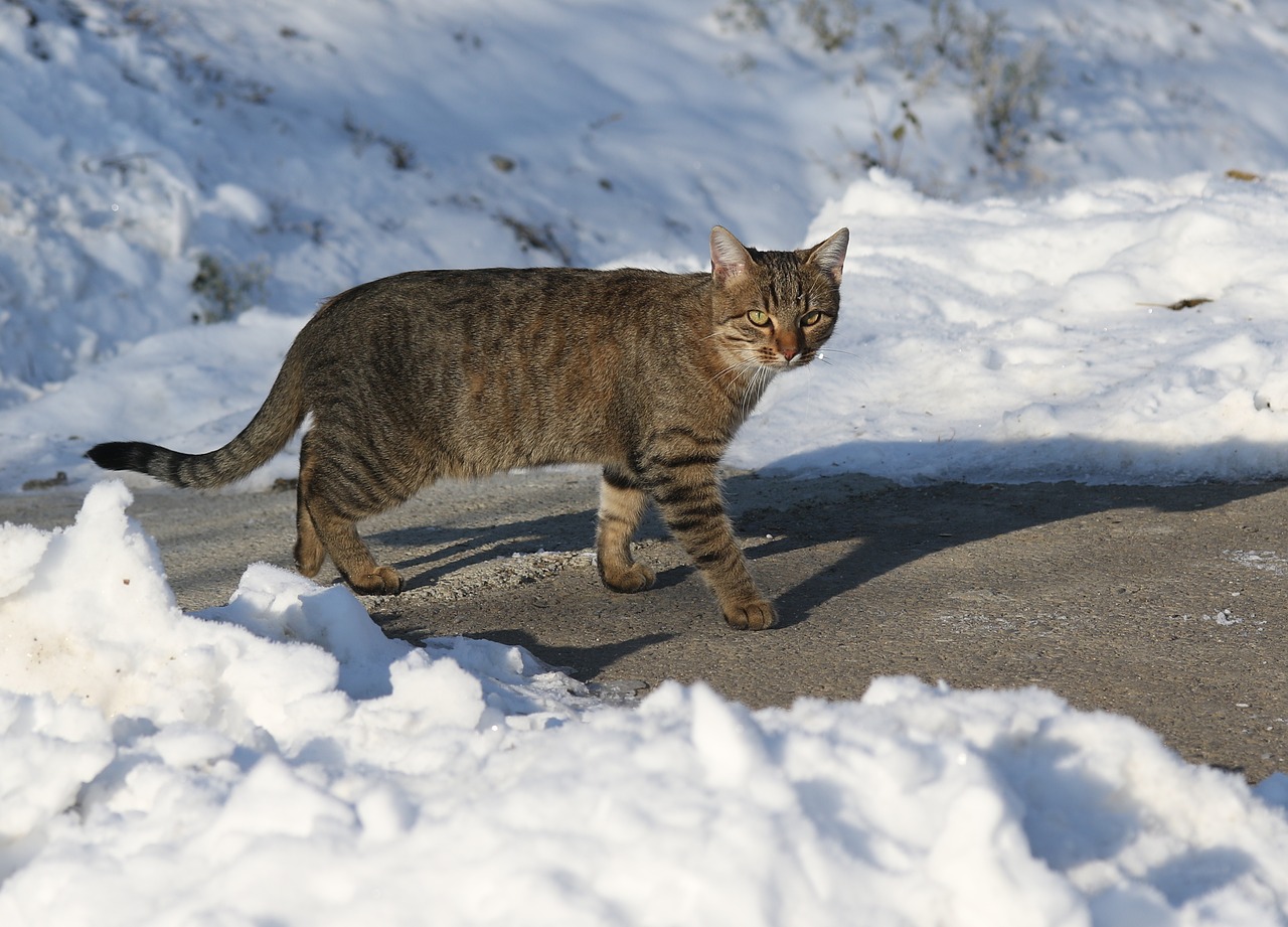 cat  snow  gray free photo