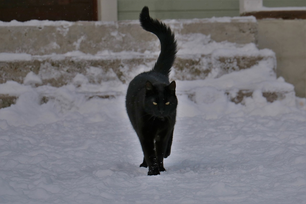 cat  winter  finnish free photo