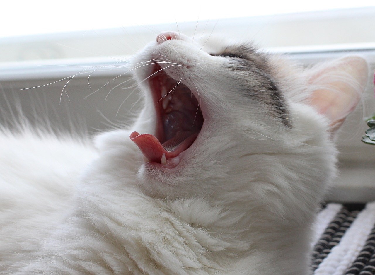 cat  yawning  feline free photo