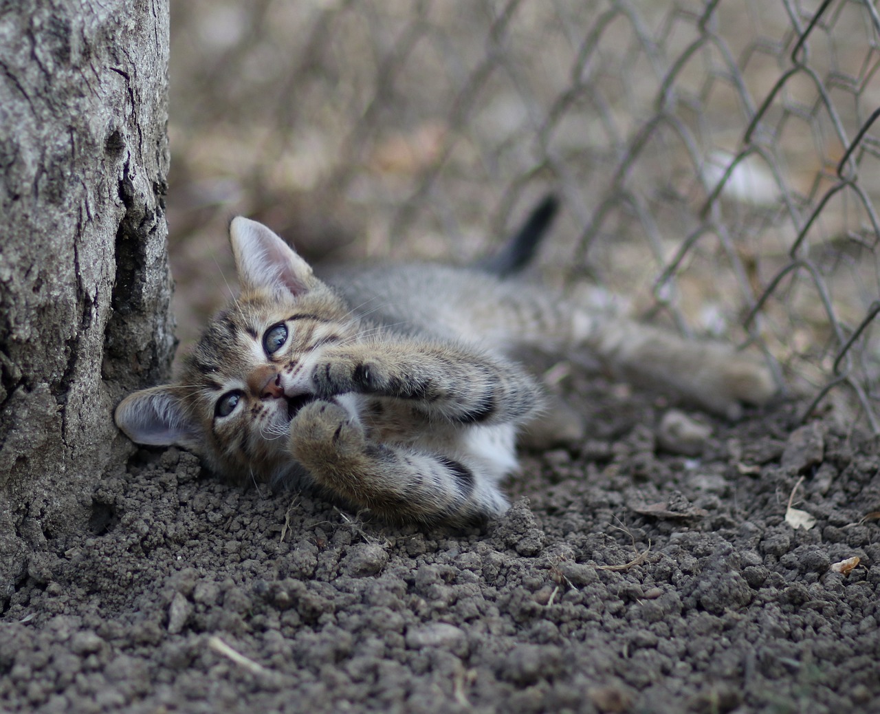 cat  play  small free photo