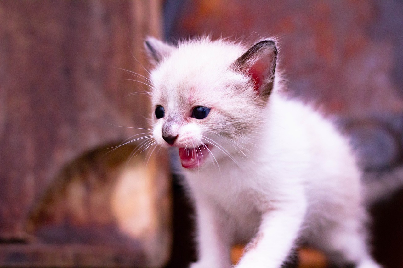 Кошачий мяу. Милые котики. Милые котики фото. Кошка мяу. Котята фото очень милые белые маленькие.