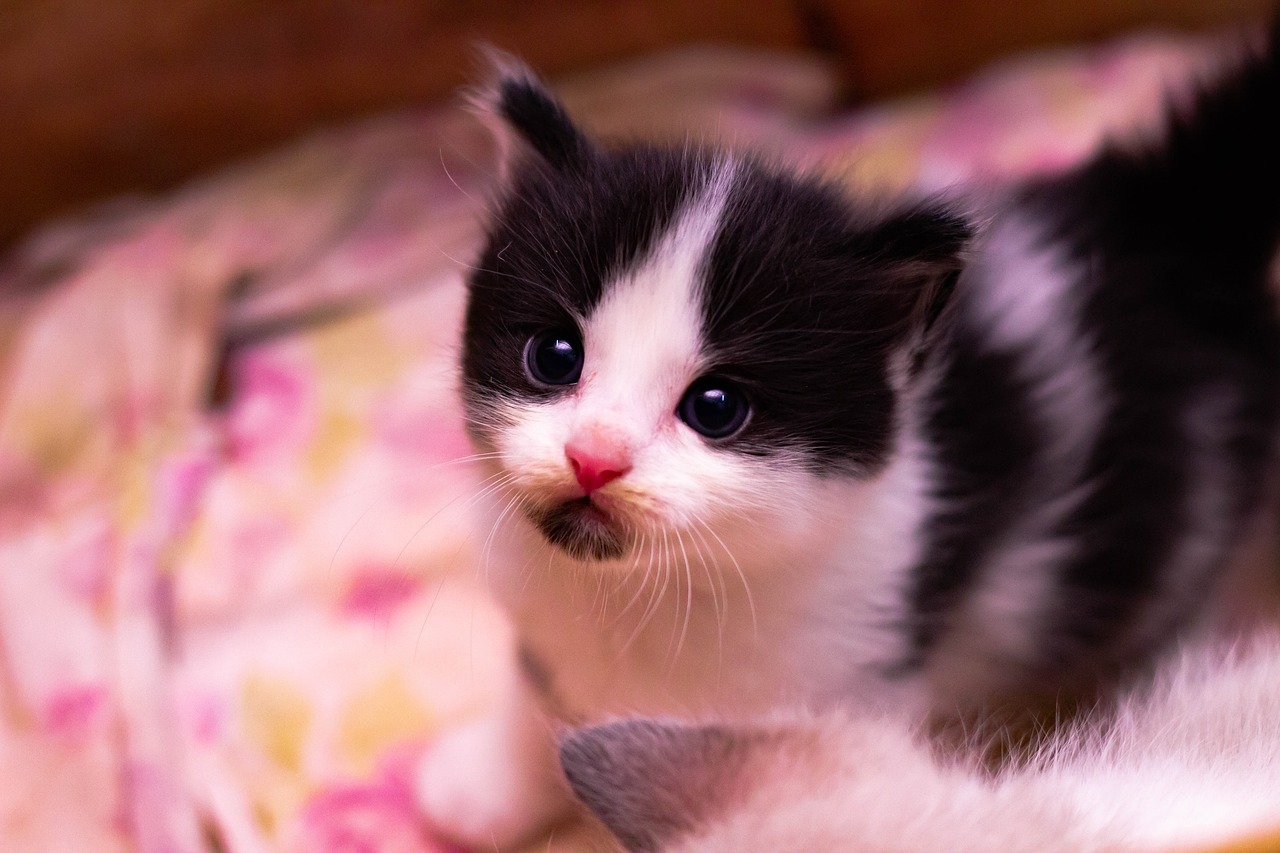 cat  baby  kitten free photo