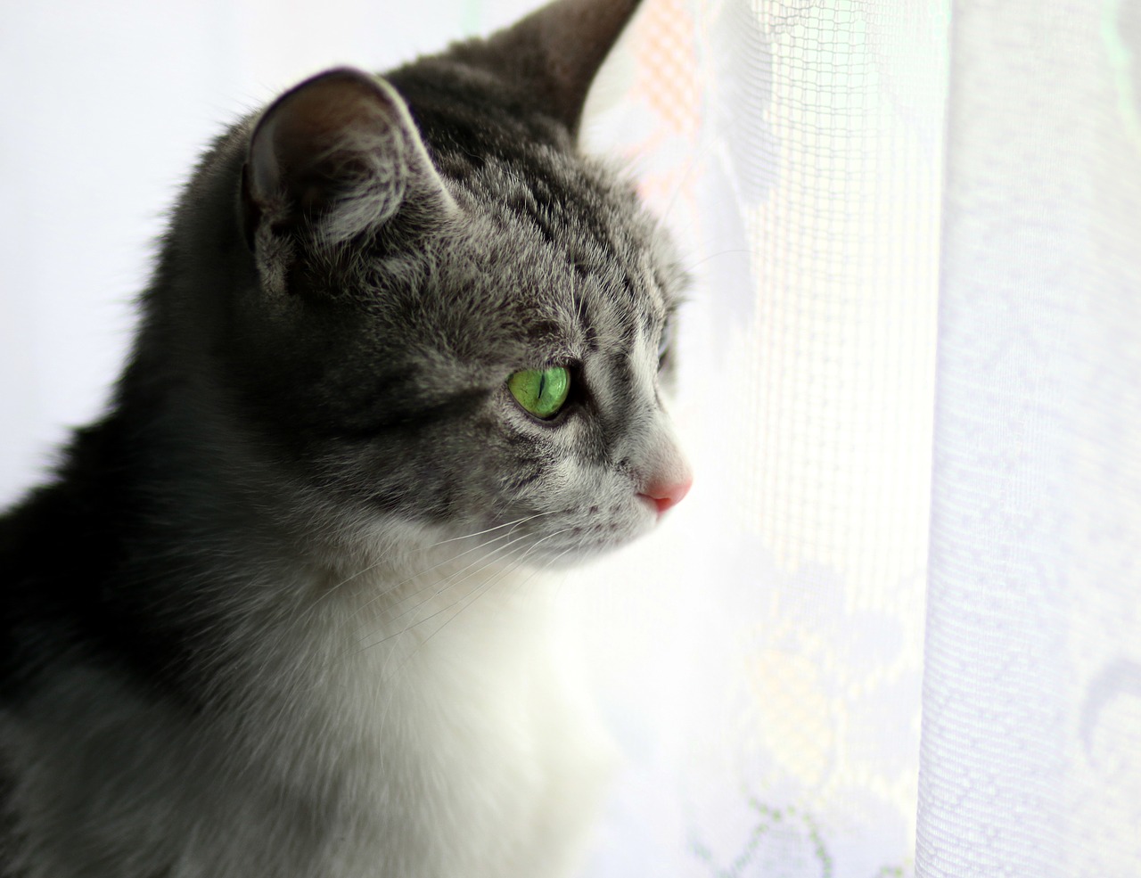 cat  about  window free photo