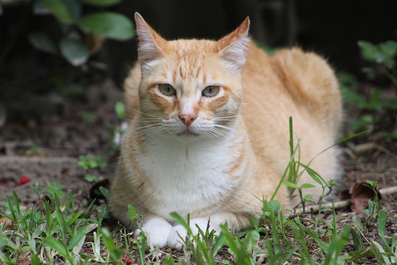 cat  portrait  feline free photo