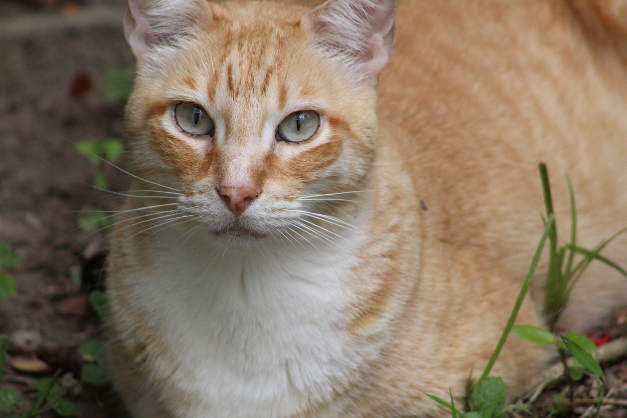 cat  feline  look free photo