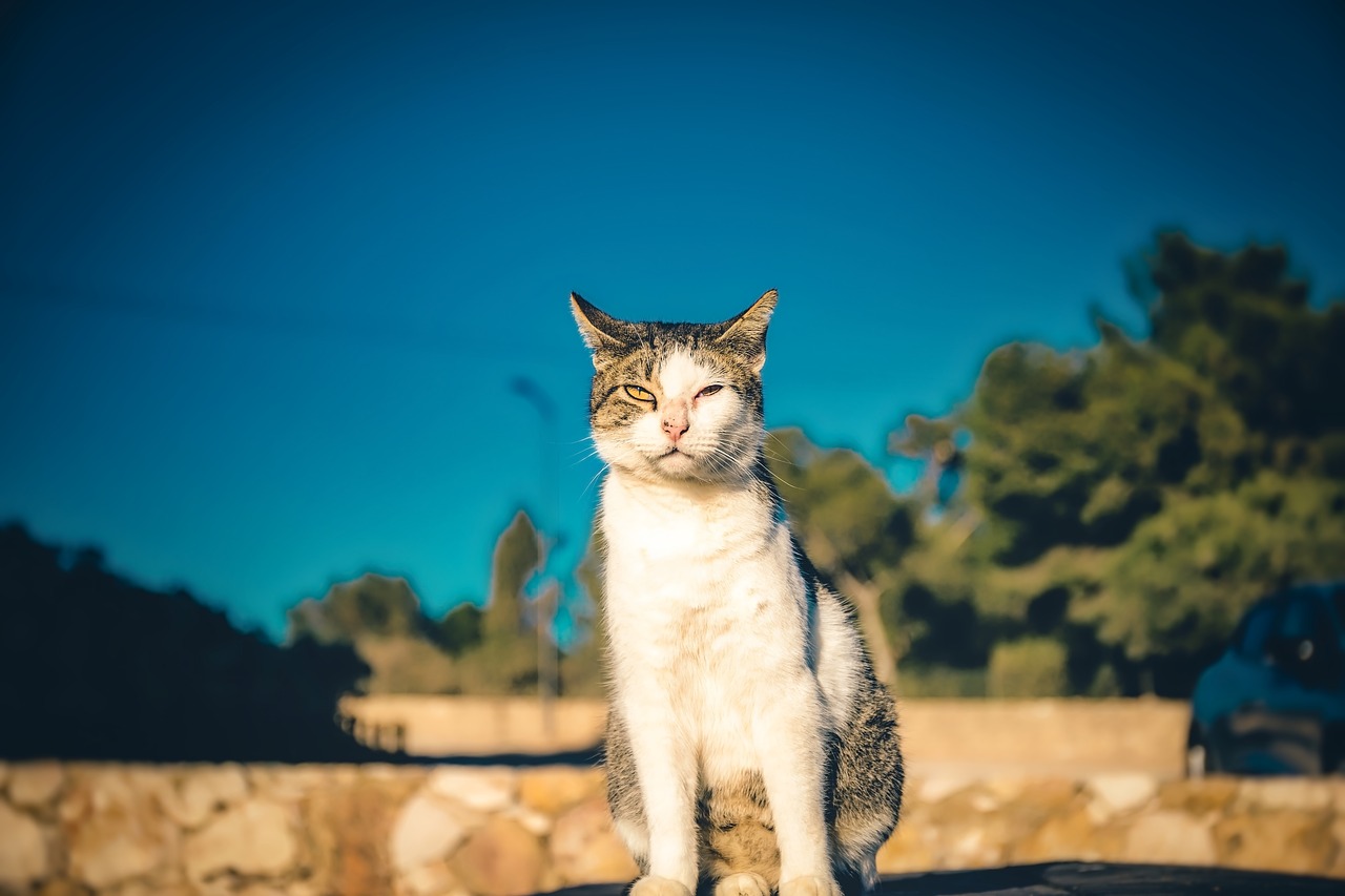 cat  portrait  animal free photo