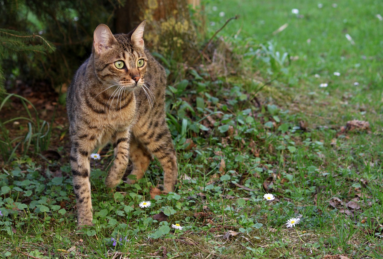 cat  bengal  wild free photo