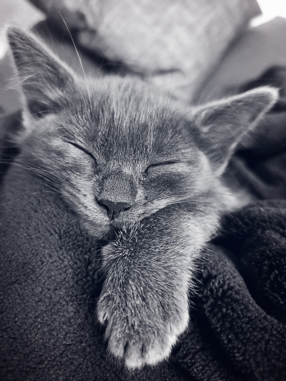 cat  kitten  sleeping free photo