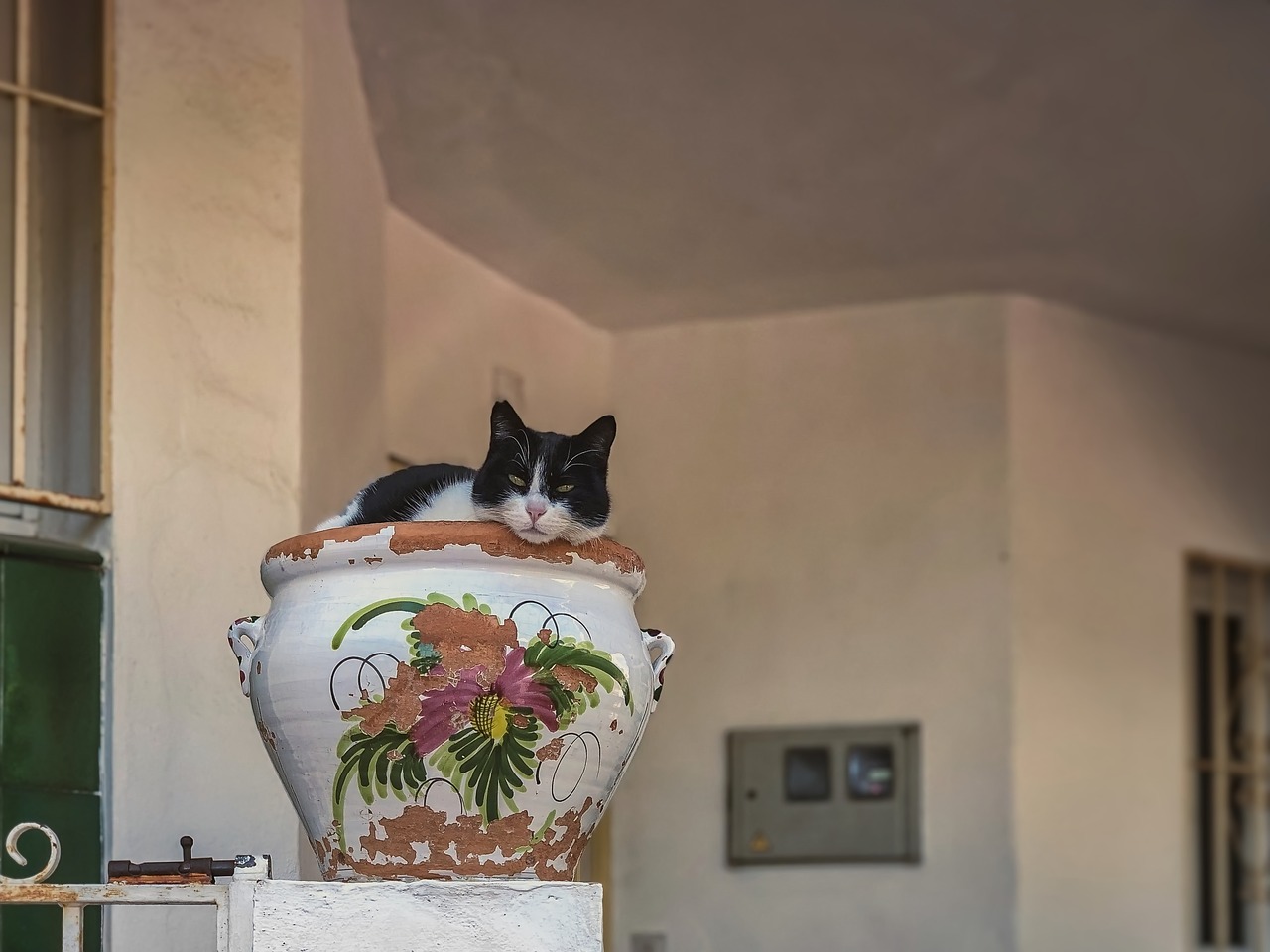 cat  relaxing  flower pot free photo