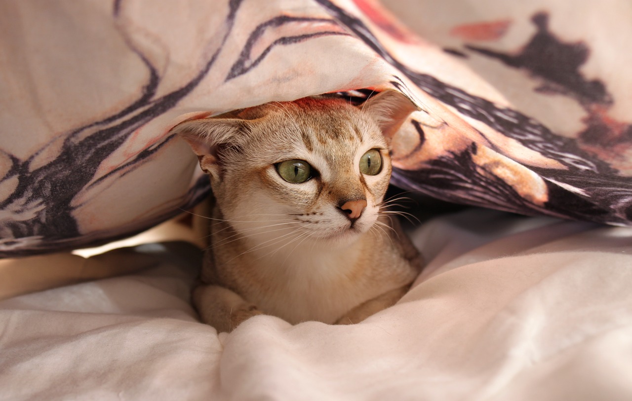 cat  bed  bed sheet free photo