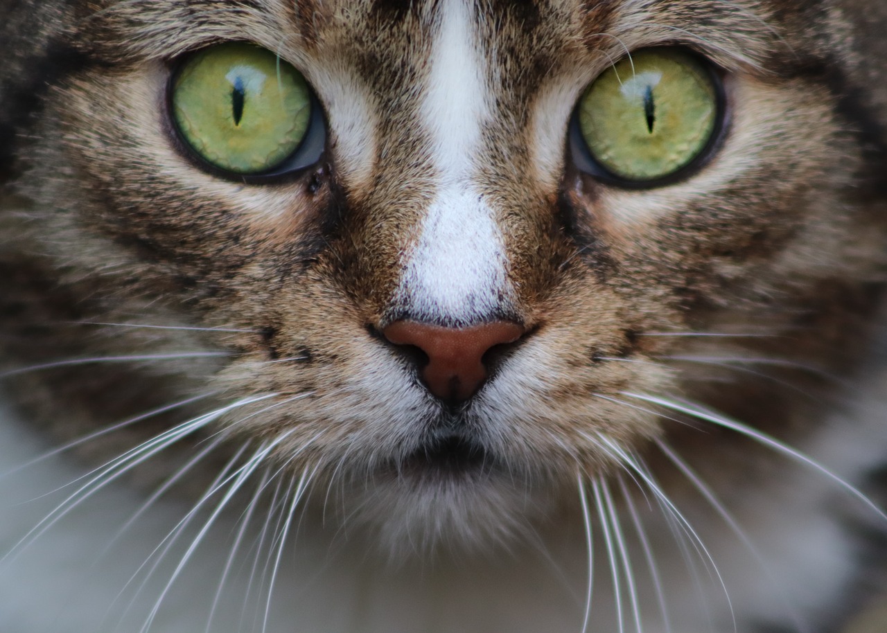 cat  cat's eyes  cat face free photo