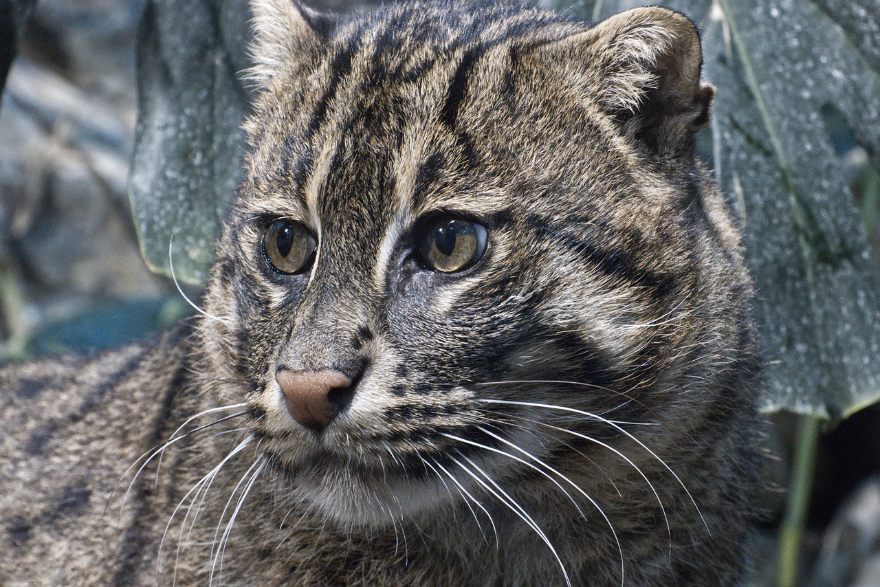 cat  fishing cat  zoo free photo