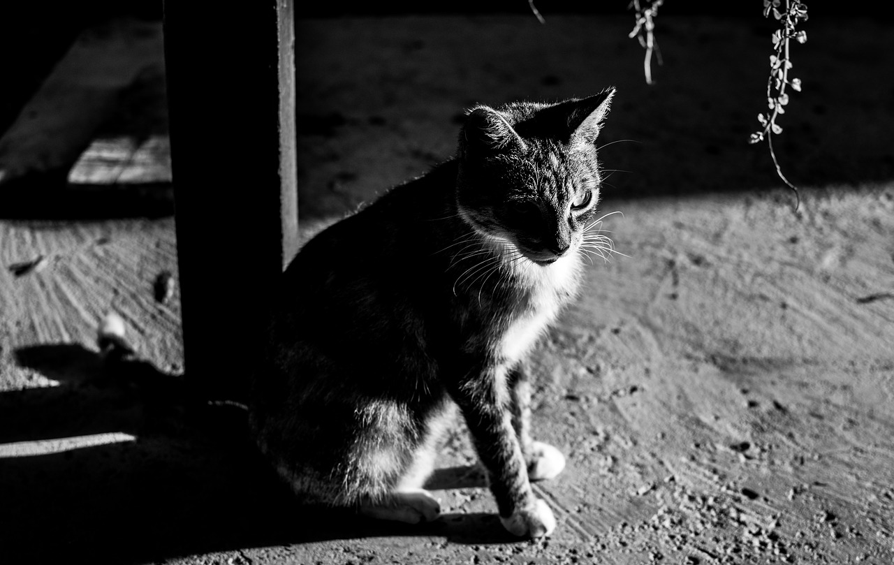 cat  animal  pet free photo