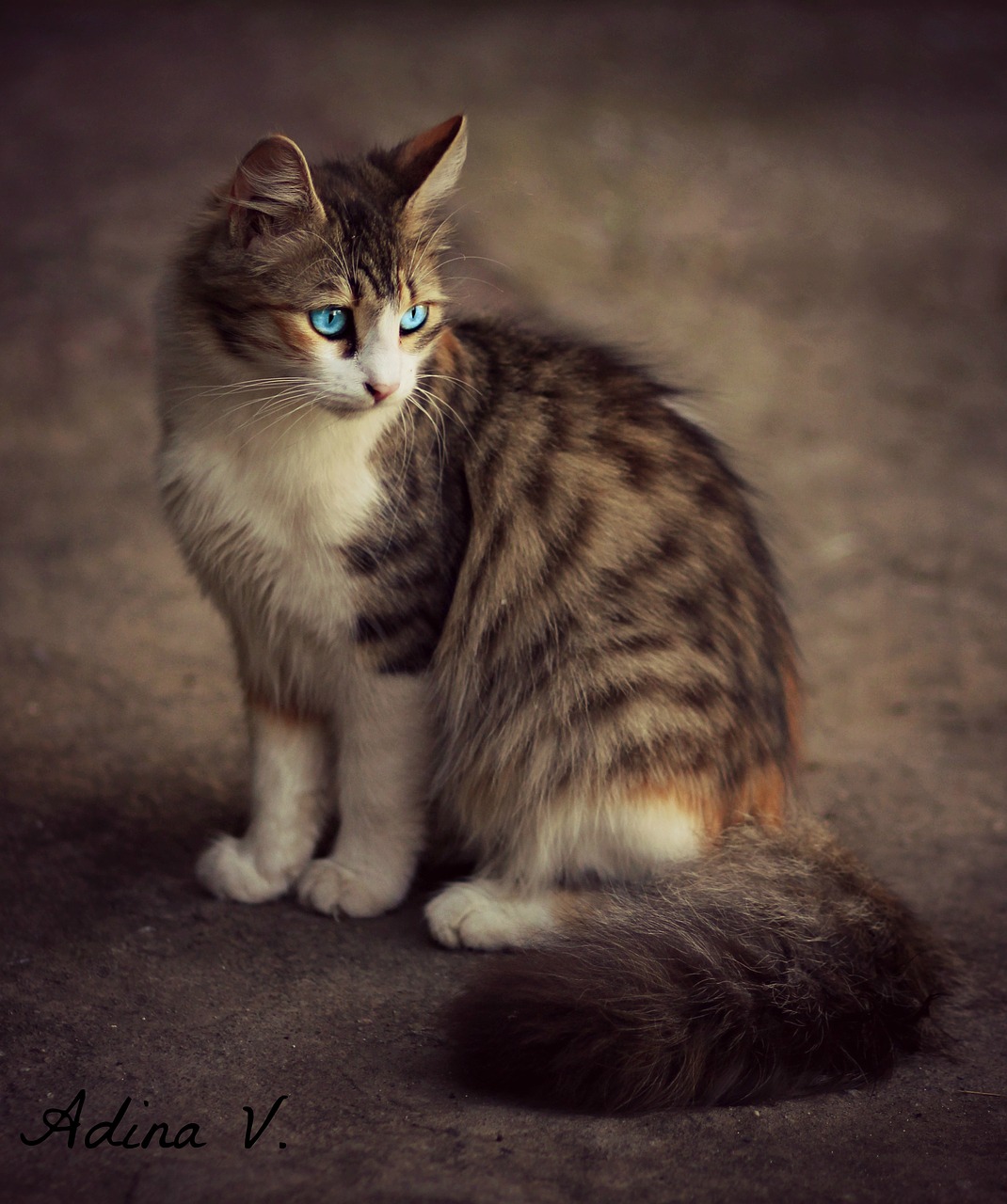 cat  blue eyes  coloring free photo