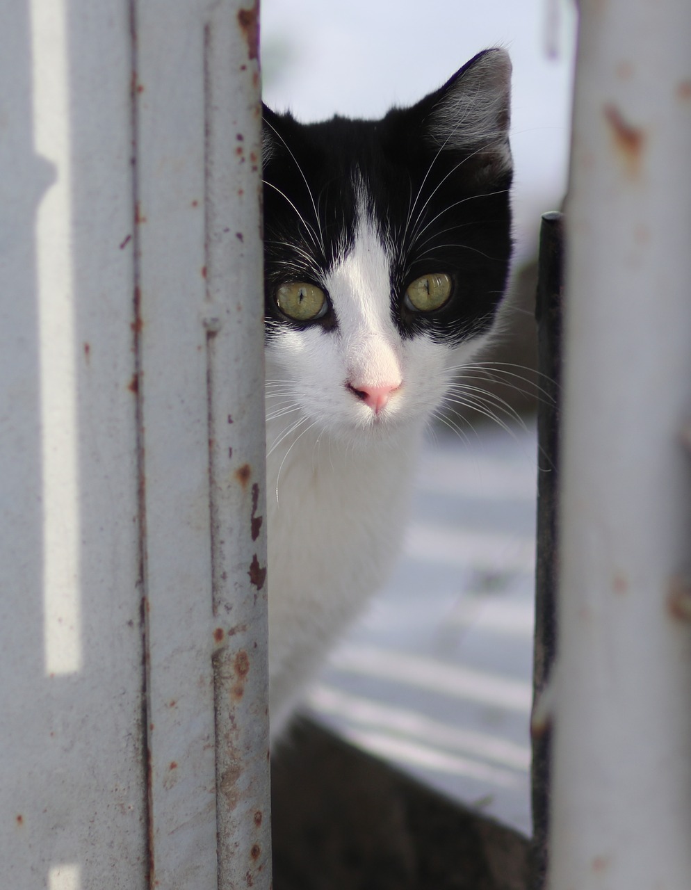 cat  white  black free photo