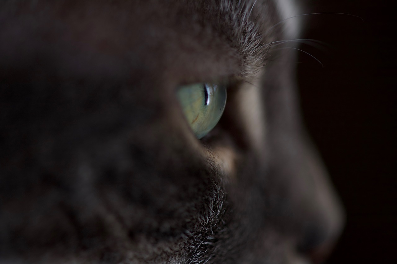 cat  eye  domestic cat free photo