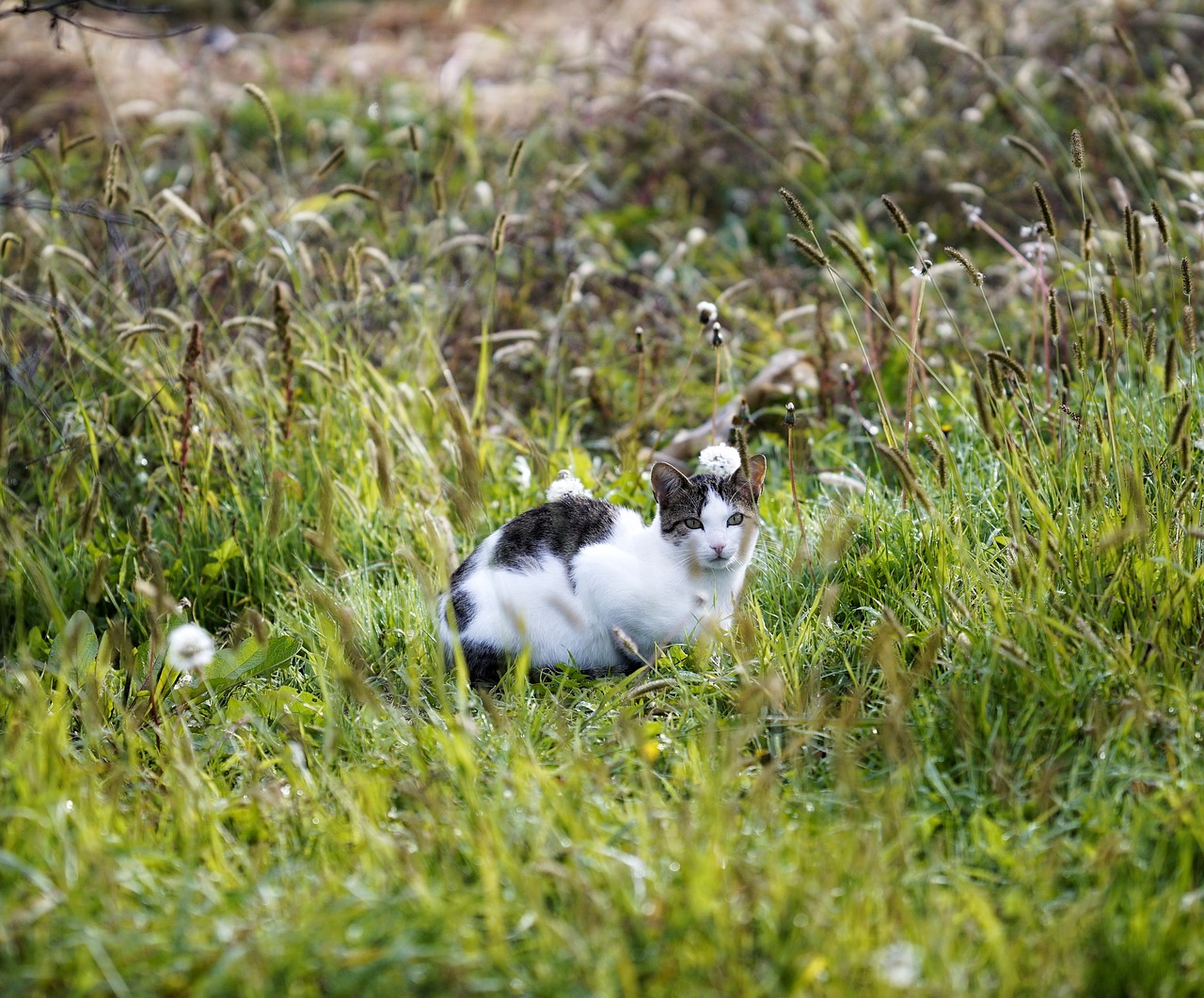 cat  nature  morning free photo