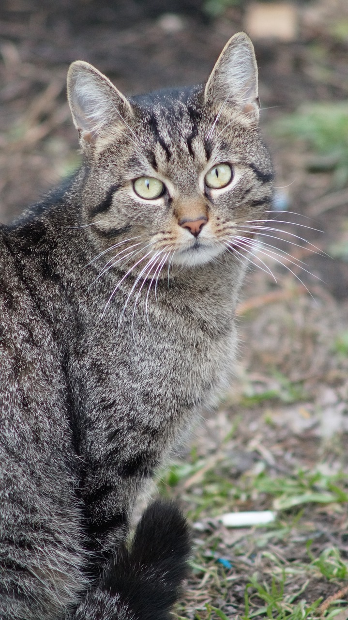 cat  tabby  kitten free photo