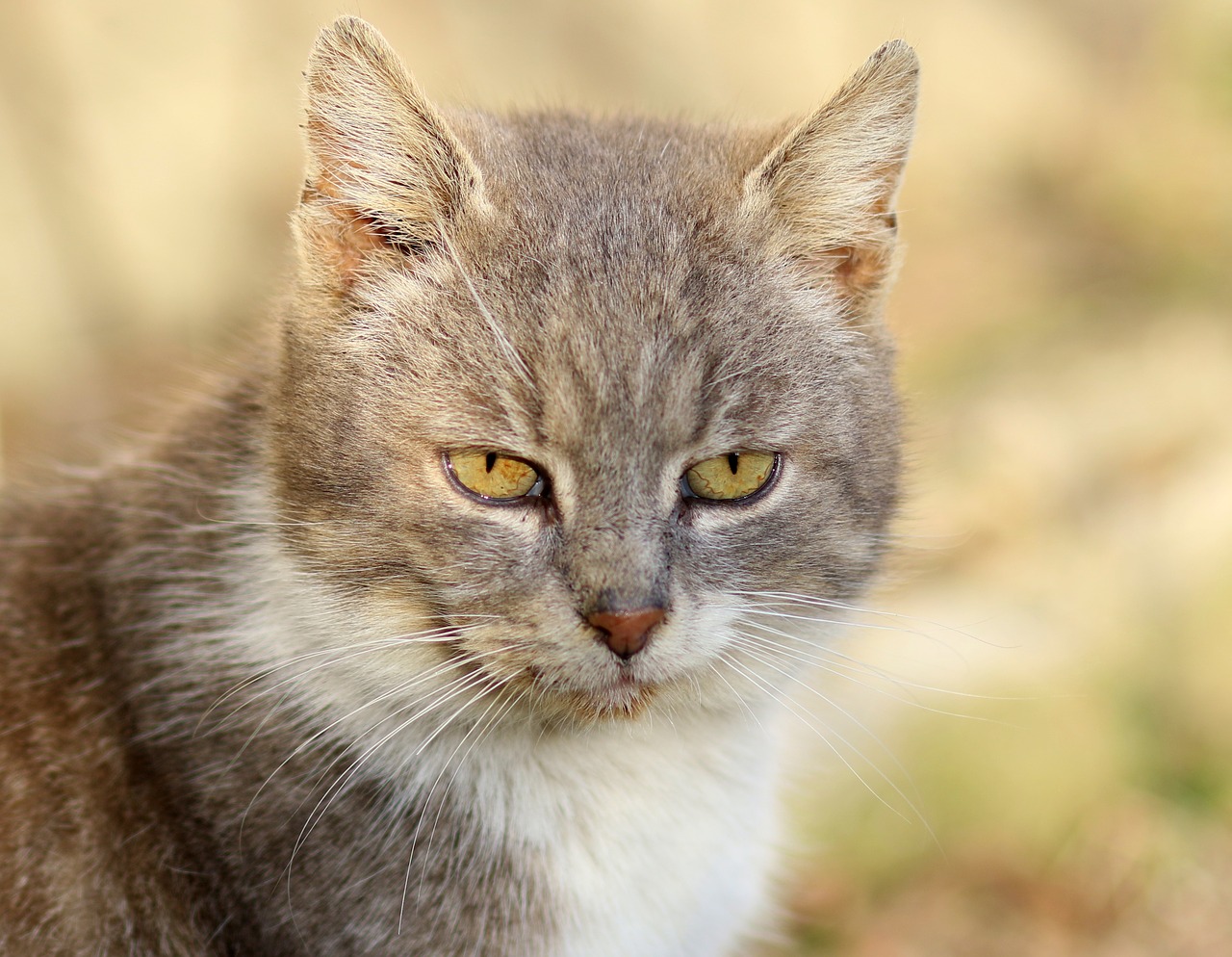 cat  white  gray free photo