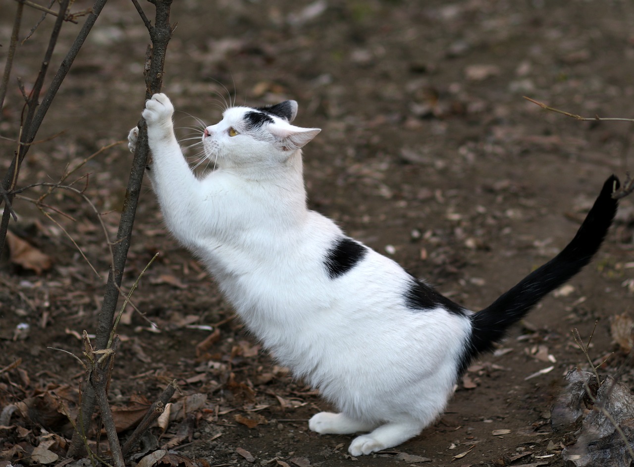 cat  white  black free photo