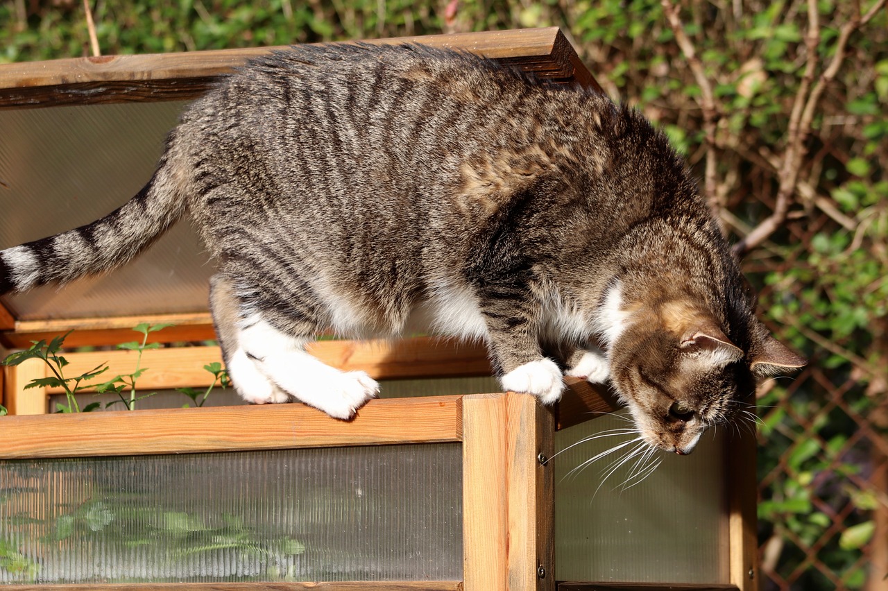 cat  mackerel  climb free photo