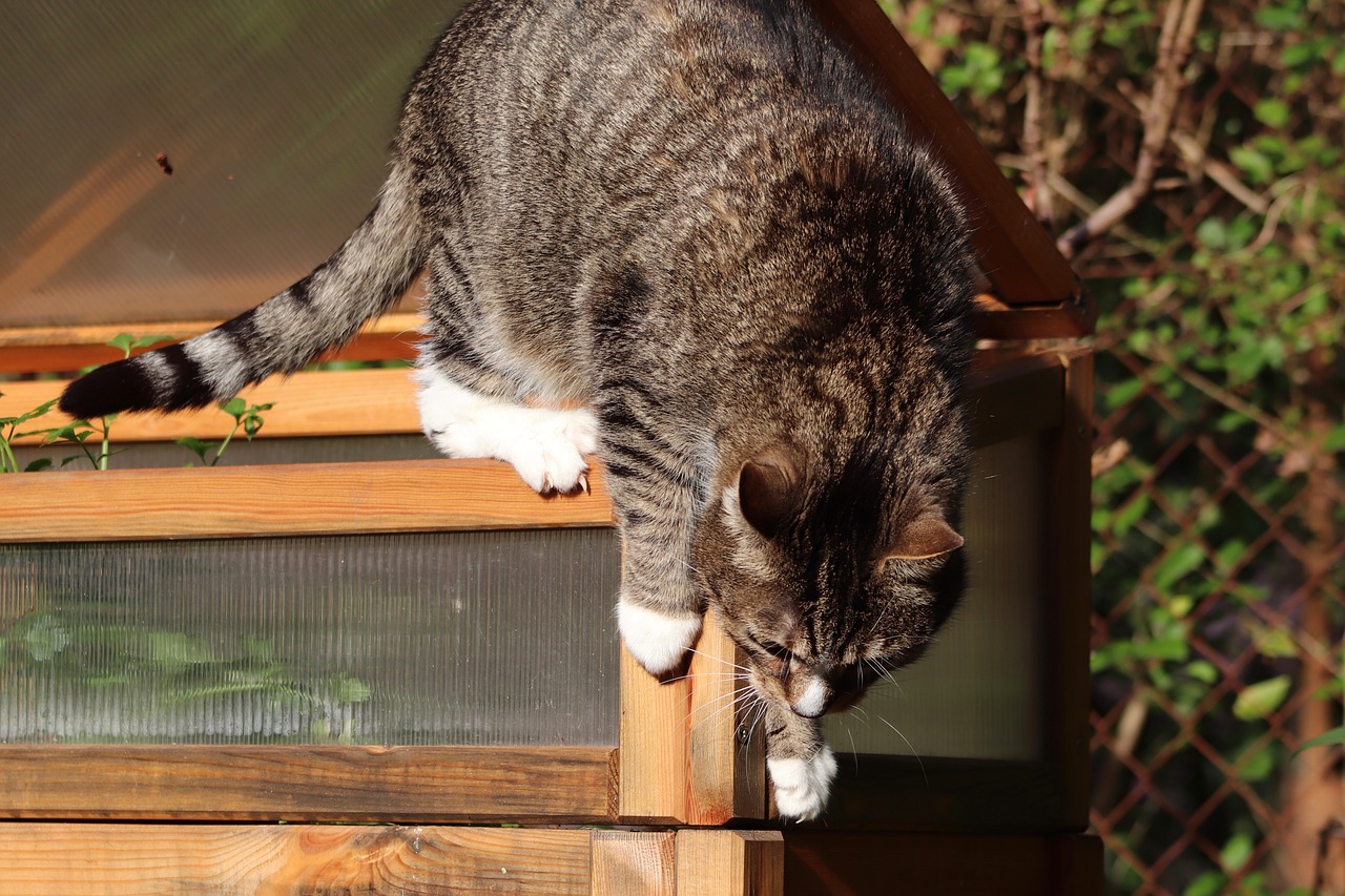 cat  mackerel  climb free photo