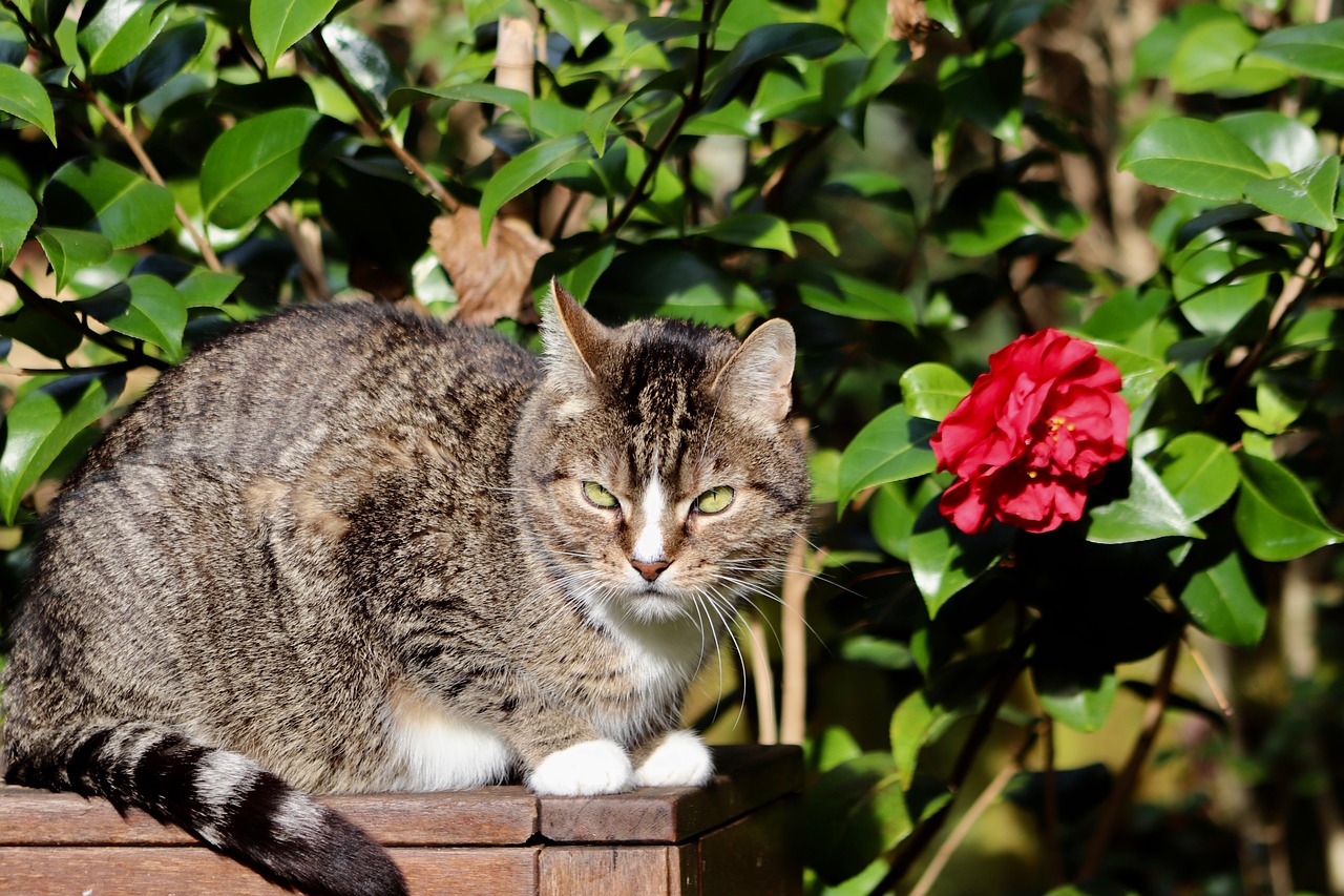 cat  mackerel  pet free photo