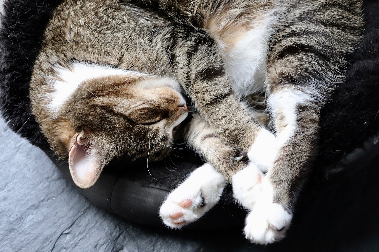 cat  paws  basket free photo