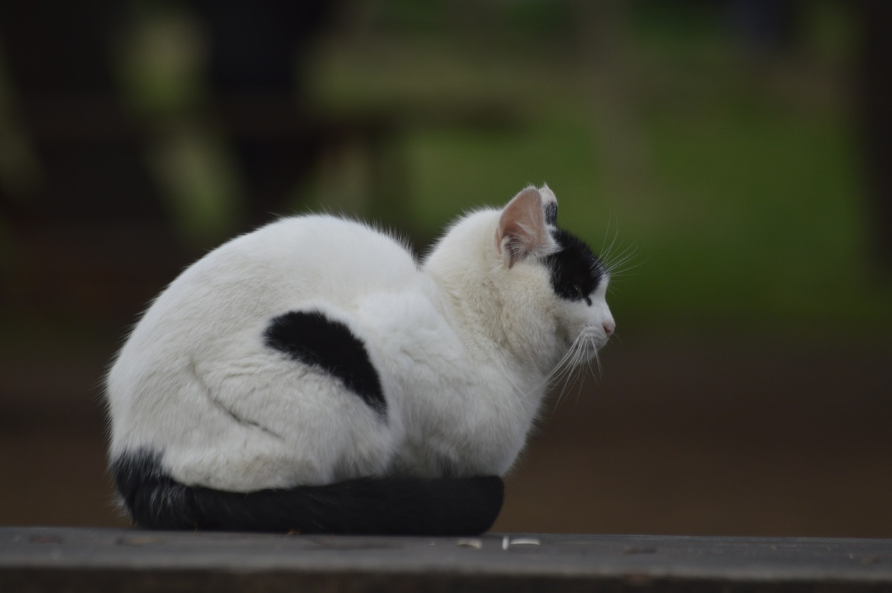 cat  black and white  animal free photo