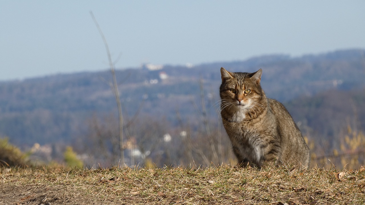 cat  animal  pet free photo