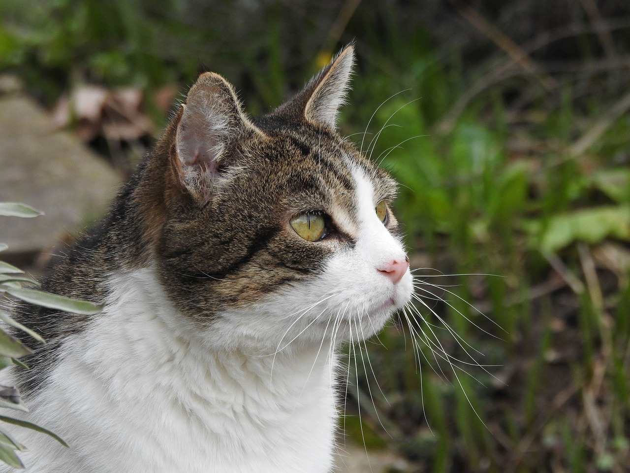 cat  portrait  face free photo