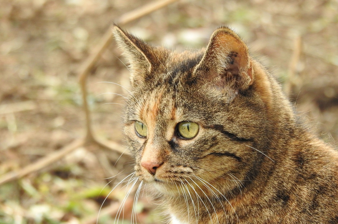 cat  portrait  face free photo