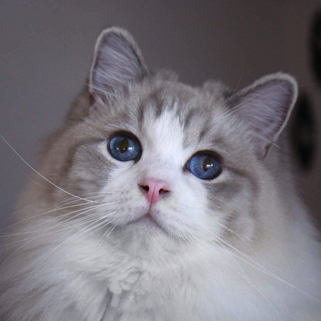 cat  animal  ragdolls free photo