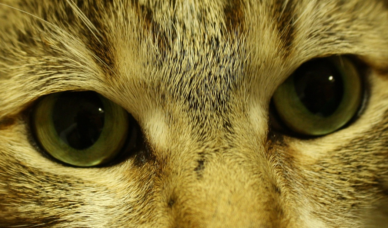 cat eyes feline free photo