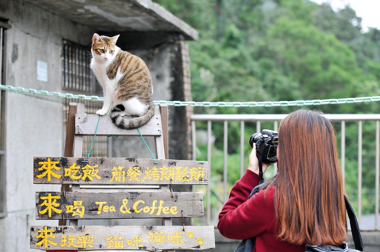 cat  taiwan  photo free photo