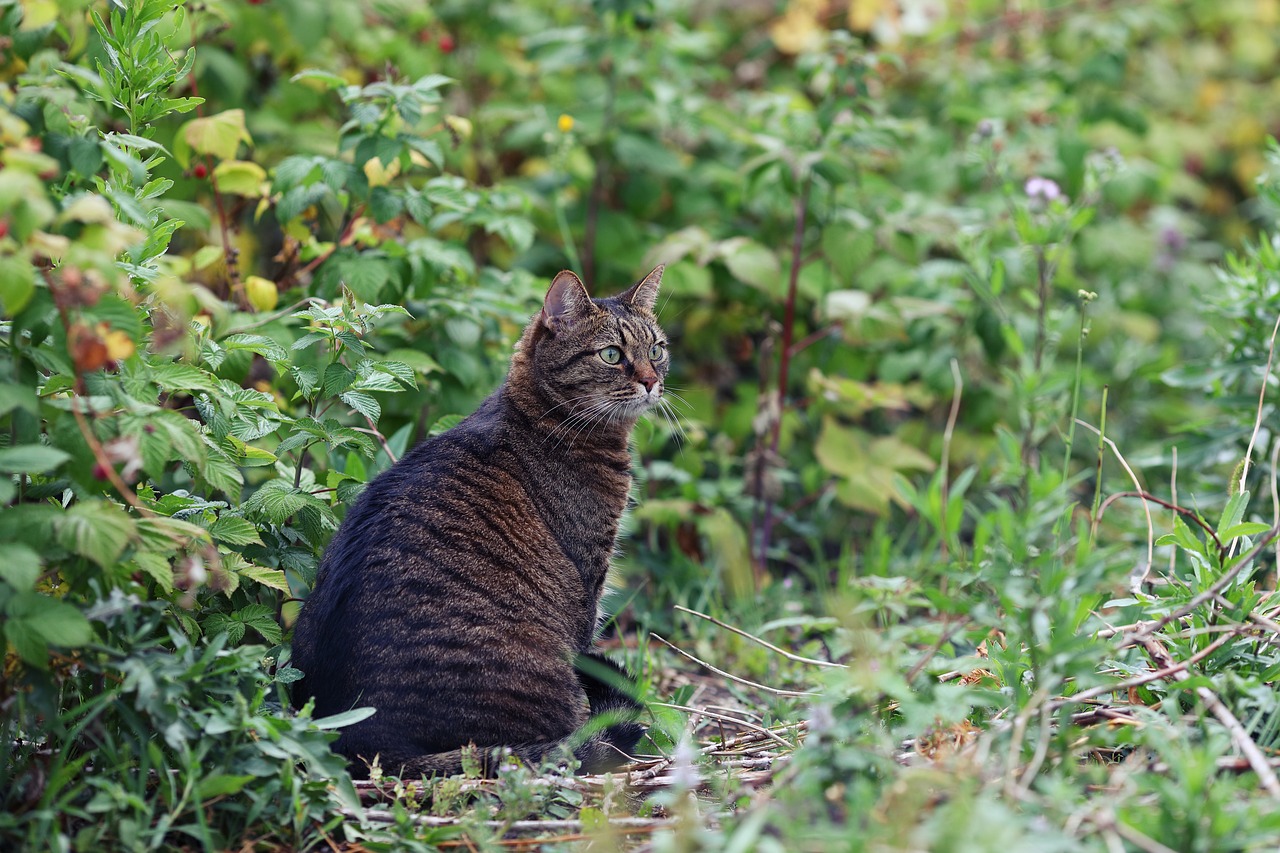 cat  hunt  animal free photo