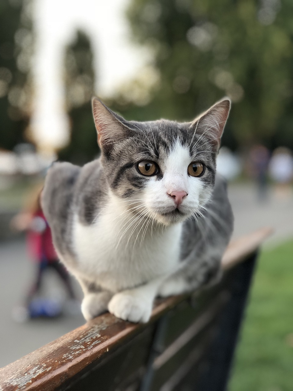 cat  sweet  park bench free photo