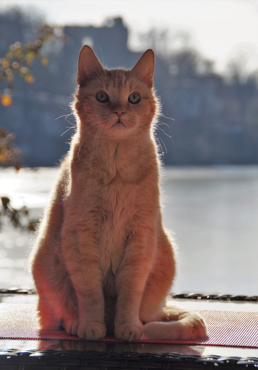 cat  redheaded  sitting free photo