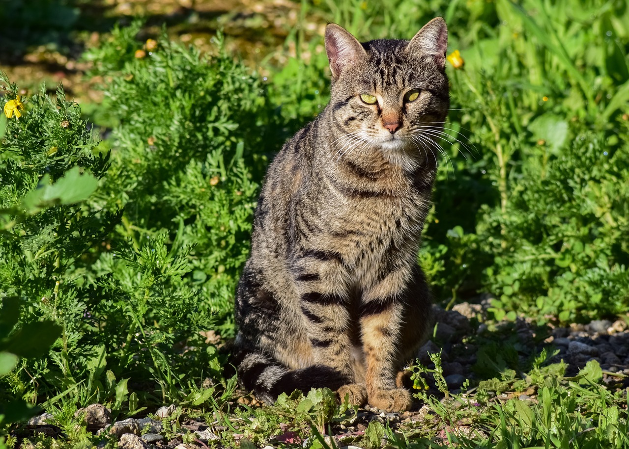 cat  stray  outdoor free photo