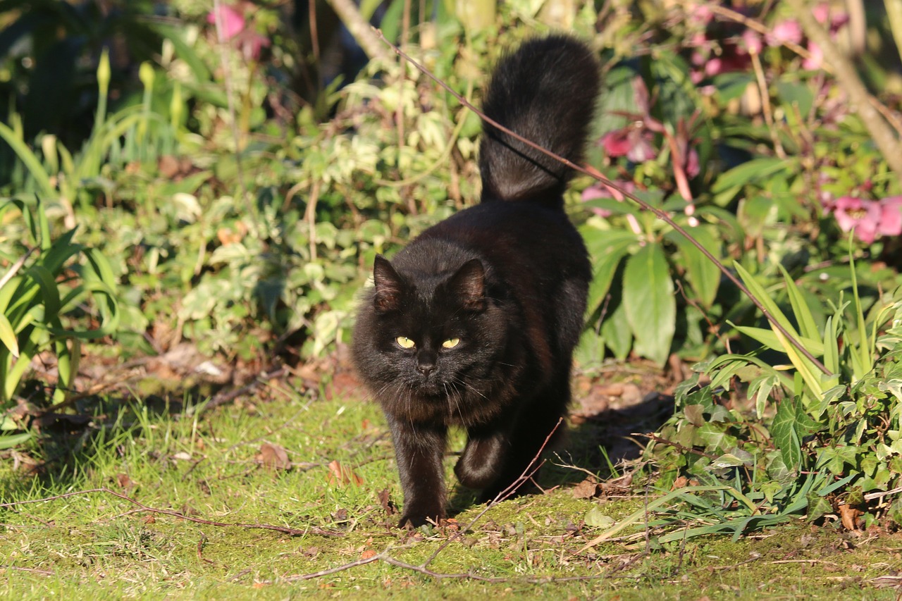 cat  black  animal free photo