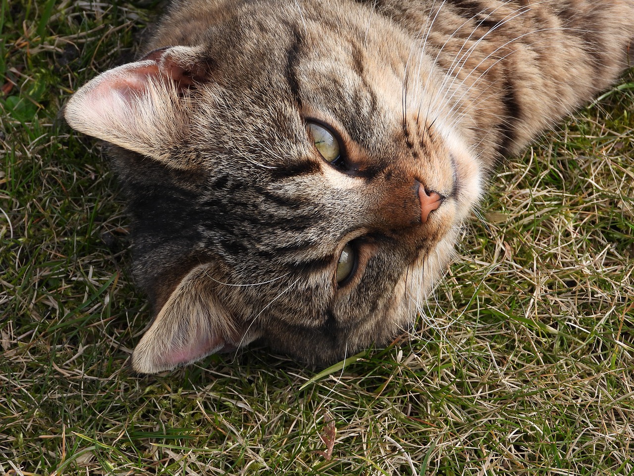 cat  kitten  grayish-brown free photo