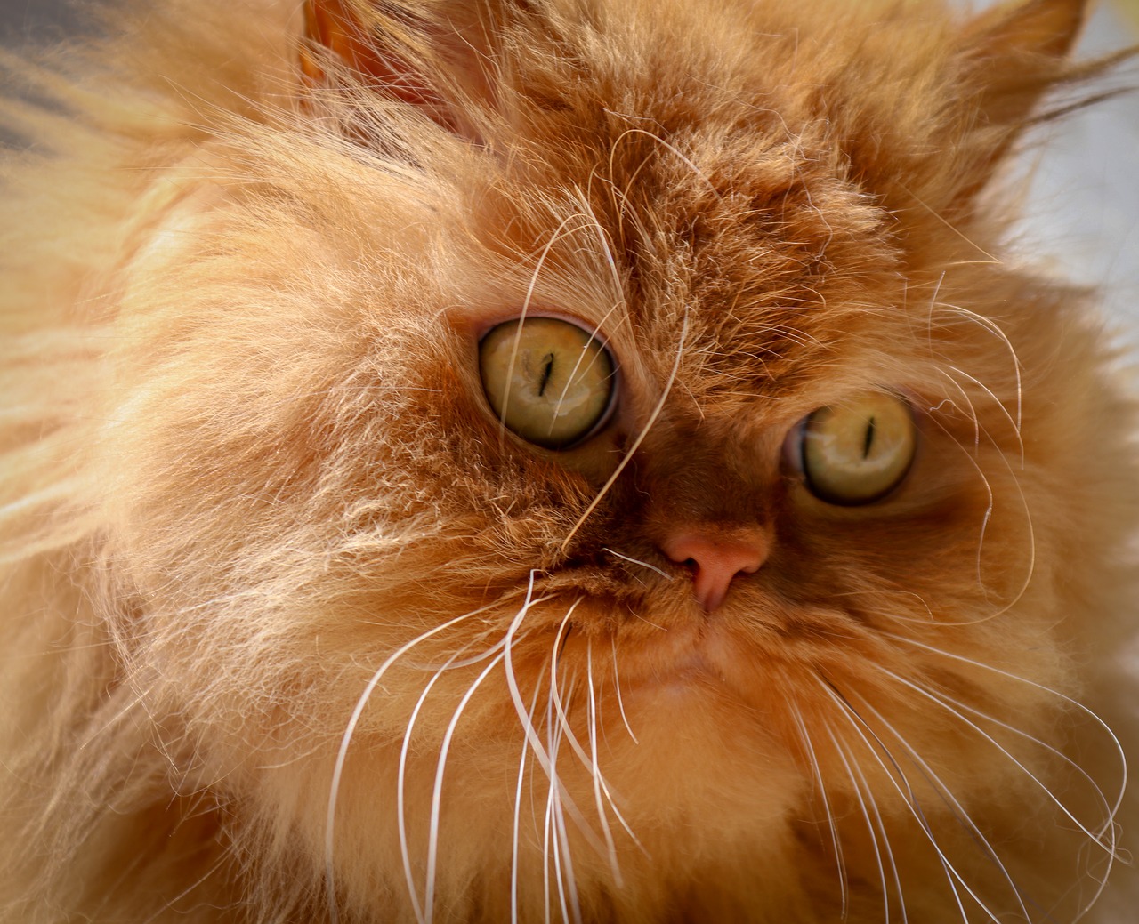 cat  animal  persian cat free photo