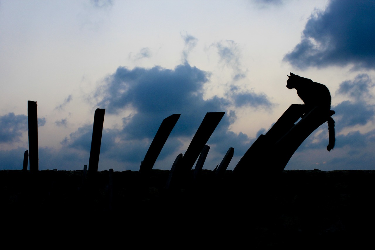 cat  night  clouds free photo