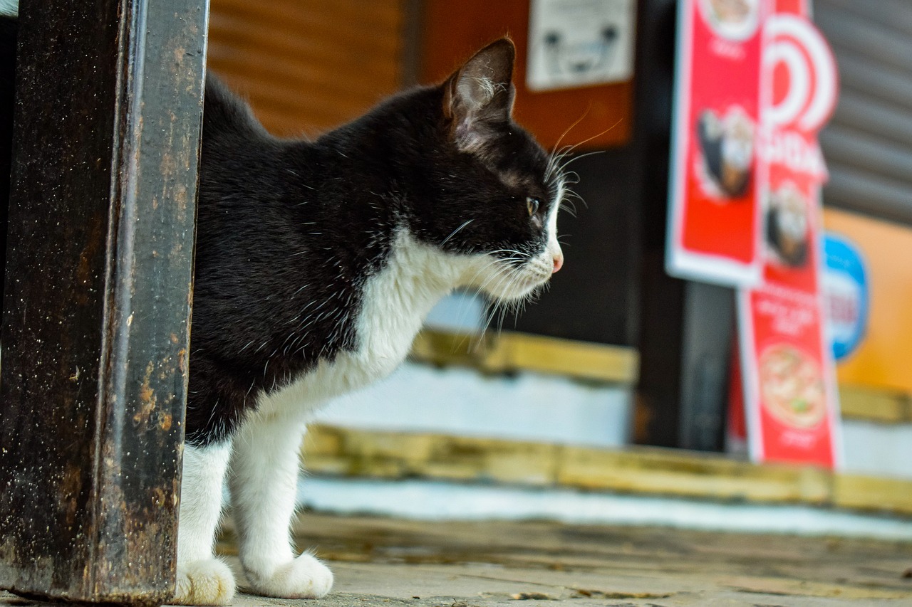 cat  young  stray free photo