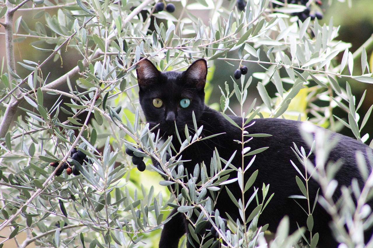 cat  black  salem free photo